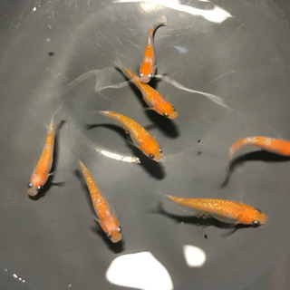 紅白ラメ（王華）若魚7匹　3ペア＋♂1匹（☆内♀1匹若干骨曲がり...