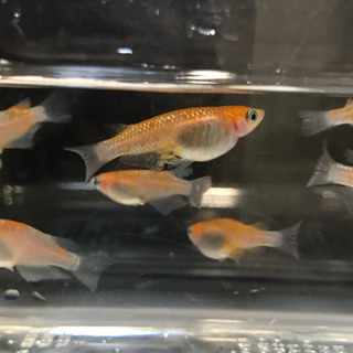 紅白ラメ（王華）若魚7匹　3ペア＋♂1匹（☆内♀1匹若干骨曲がり有←要確認！！♪☆）の画像