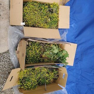 多肉植物？沢山もらったので