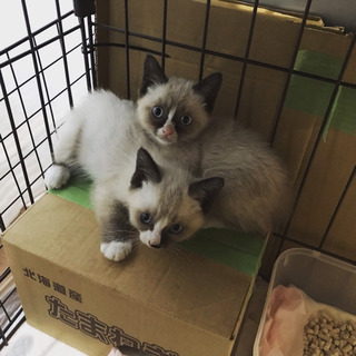 シャム風ソックスのぬいぐるみ兄弟