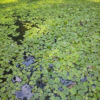 ★アマゾンフロッグピット１箱の画像