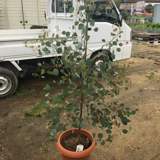 ユーカリポポラス　150cm