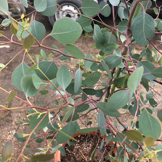 ユーカリポポラス　150cmの画像