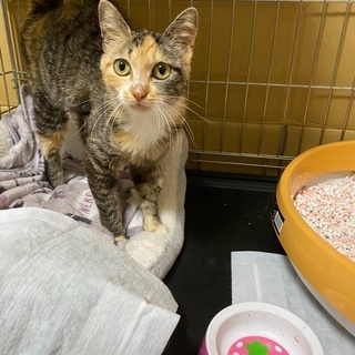 里親さん決定！個性的なサビミケ🐈可愛いニコ - 猫