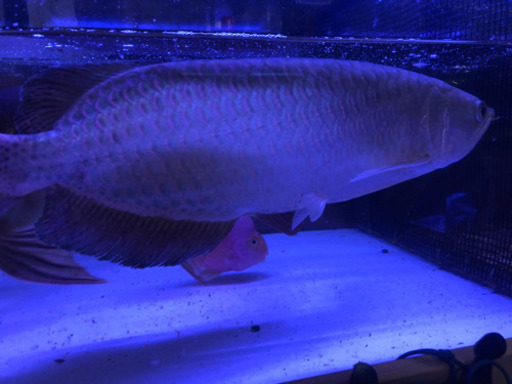 ノーザンバラムンディ　値下げ