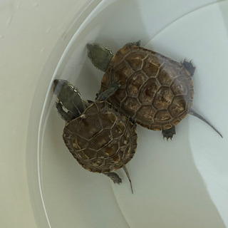 ゼニガメ（クサガメ）里親募集