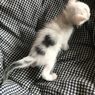 猫あげます - 大館市