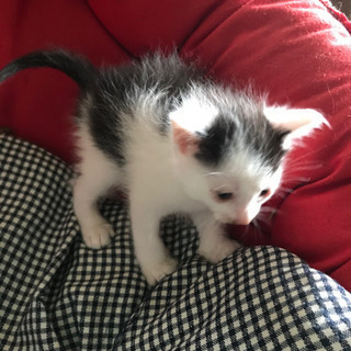 猫あげます - 猫