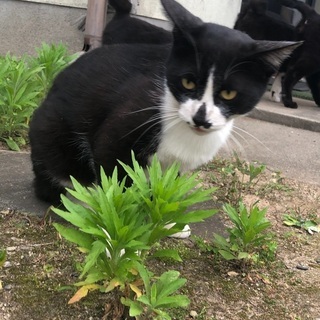 成猫です。