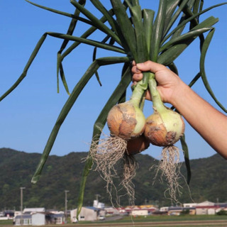 ☆送料無料☆淡路島玉ねぎとコシヒカリ米セット☆