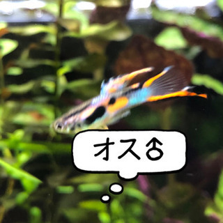 エンドラーズライブベアラー(グッピーの仲間)ペアの画像