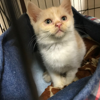 里親様決まりました😊😸🙇‍♀️🎵 − 大阪府