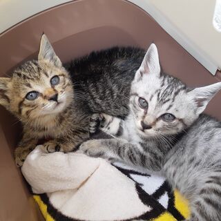 生後約1ヶ月　子猫ちゃん2匹の里親様募集！