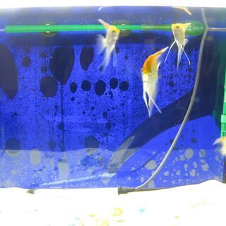 値下げ♪熱帯魚ゴールデンエンジェルフィッシュ 8~9cm　自家繁殖