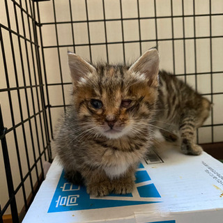 生後1か月　キジトラ　子猫