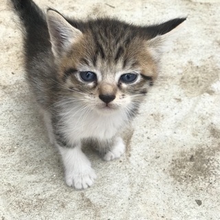 生後50日、ママはノルウェージャン♡可愛いオスメス子猫ちゃんの里親さん募集します❣️ - 里親募集