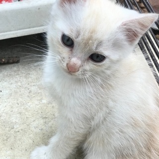 生後50日、ママはノルウェージャン♡可愛いオスメス子猫ちゃんの里親さん募集します❣️ - 東松山市