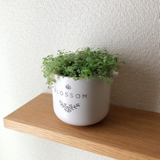 観葉植物　ベビーティアーズ②　可愛い3号の白い陶器の鉢と受け皿付き