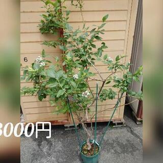 ブルーベリーの株販売！