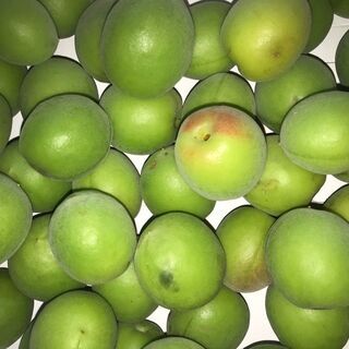 青梅 1kg　白加賀　梅酒・ジュース・シロップ・梅干し用　 [サ...