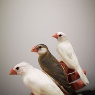 文鳥３羽飼って下さる方募集　早く引き取れる方を優先します。