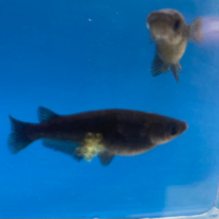 愛知県 春日井市の熱帯魚の中古が安い！激安で譲ります・無料で