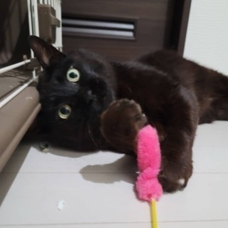 無人島に捨てられていた黒猫くん - 猫