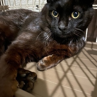 無人島に捨てられていた黒猫くんの画像