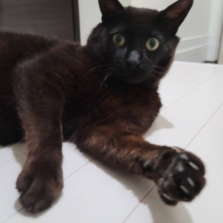 無人島に捨てられていた黒猫くん - 里親募集