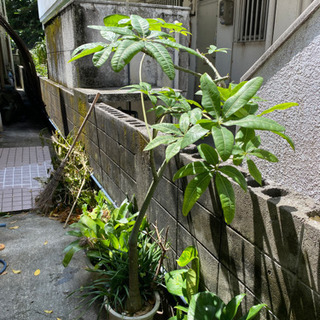 値下げ⏬大型パキラと子宝草