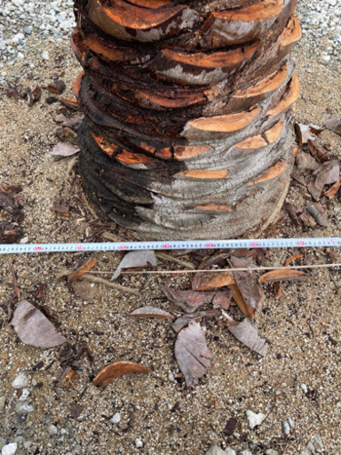 ココスヤシ　幹高1.5m 全長3.5m 幹60cm 引取希望