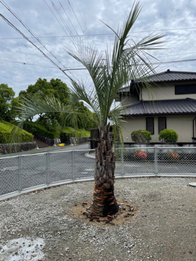 ココスヤシ　幹高1.5m 全長3.5m 幹60cm 引取希望