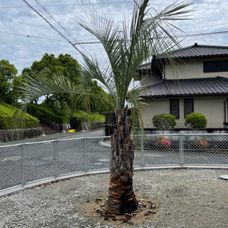 ココスヤシ　幹1.9m ココスヤシ 1.5m