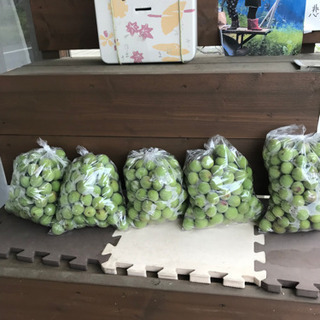 南高梅　1キロ　200円　梅　