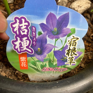 ★植木　キキョウ鉢植え(7号鉢)