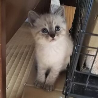 里親決定しました。　