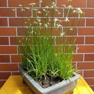【取引予定者決定】シラサギカヤツリ  鉢植え  陶器鉢