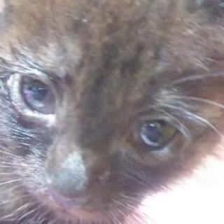 【急遽里親様募集🐾】助けて下さい🙀❕