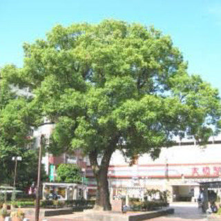 シングルマザーの情報交換しませんか？福岡市南区、春日、那珂川周辺