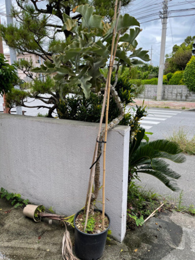 カランコエFelt bush