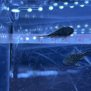 ミニブッシープレコ　5匹　4㎝±1㎝前後　苔取り　熱帯魚　雄雌不可