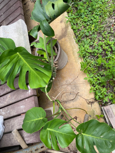 モンステラ