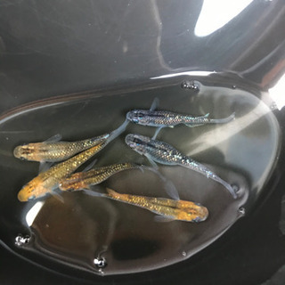 メダカ　種親　格安放出　の画像