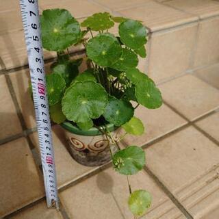 ❇️ウォーターコイン③ マッシュルーム中  観葉植物 水草 浮草の画像