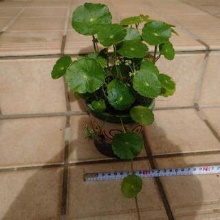 ❇️ウォーターコイン③ マッシュルーム中  観葉植物 水草 浮草の画像