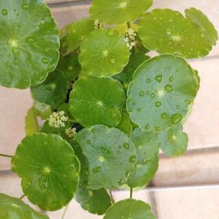 ❇️ウォーターコイン③ マッシュルーム中  観葉植物 水草 浮草の画像