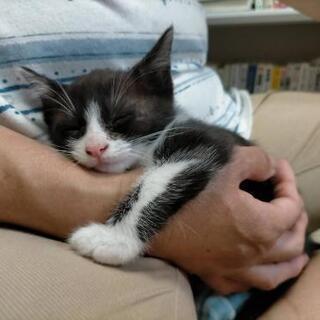 ぶちと黒猫のオスの兄弟です(⌒▽⌒) - 猫