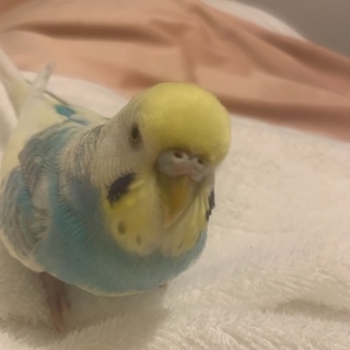 インコを探しています。