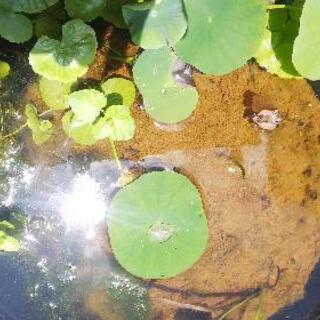 Mixメダカ10匹 ※稚魚や有精卵も可！の画像