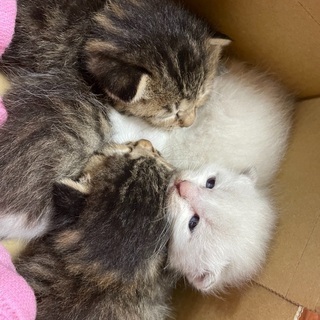 【無事に里親決まりました】子猫☆性別不明